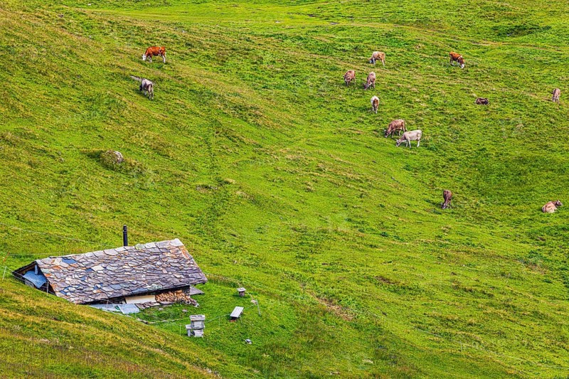 Alpine hut in a green alpine meadow with grazing cows, above Grimentz, Val d'Anniviers, Valais Alps, Canton Valais, Switzerland