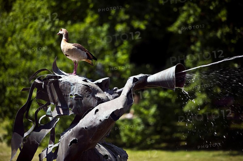 A Nile goose sits on the water-spouting Triton Fountain, Bad Nauheim, Hesse, Germany