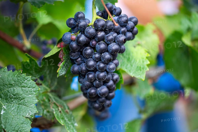 Grape grape harvest: Hand-picking Pinot Noir grapes in the Palatinate