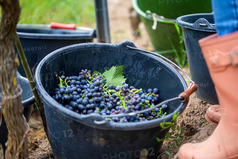 Grape grape harvest: Hand-picking Pinot Noir grapes in the Palatinate