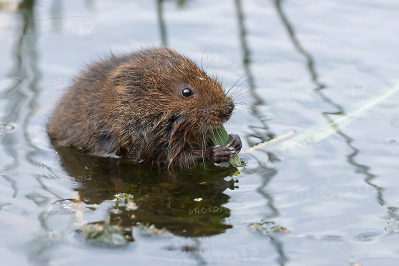 Water vole (Arvicola amphibius) adult animal eating a reed leaf in a pond in the summer, England, United Kingdom