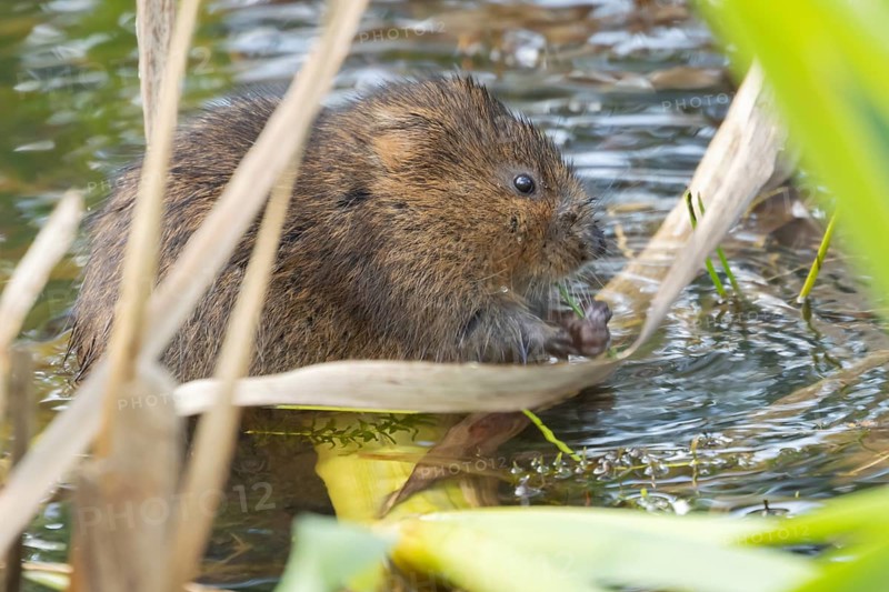 Water vole (Arvicola amphibius) adult animal eating a reed stem in a pond in the summer, England, United Kingdom