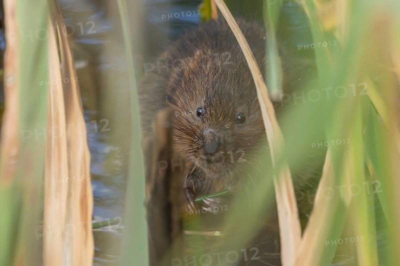 Water vole (Arvicola amphibius) adult animal eating a reed stem in a pond in the summer, England, United Kingdom