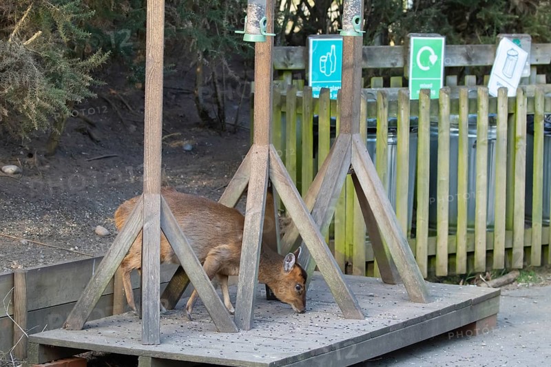 Muntjac deer (Muntiacus reevesi) adult animal feeding underneath bird feeders, RSPB Minsmere nature reserve, Suffolk, England, United Kingdom