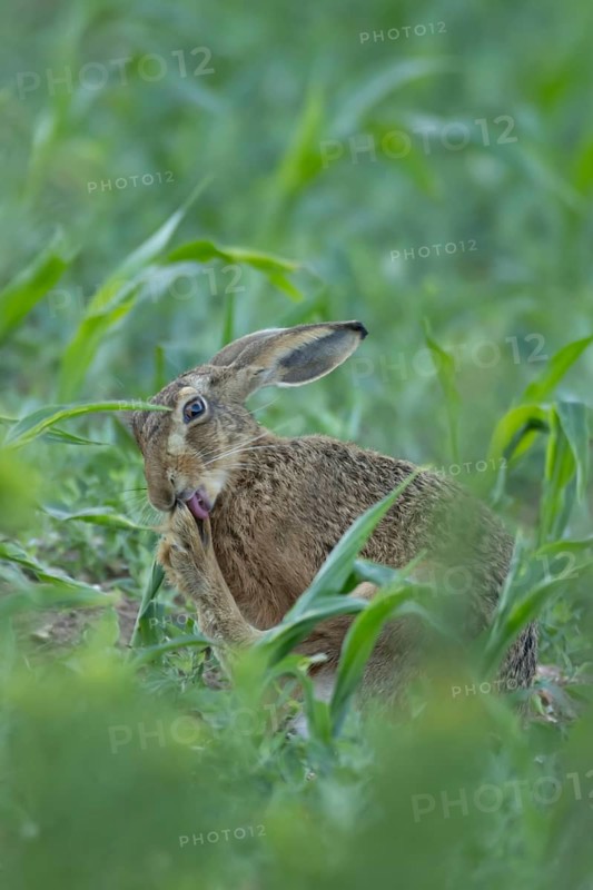 European brown hare (Lepus europaeus) adult animal washing its foot in a farmland maize field, England, United Kingdom