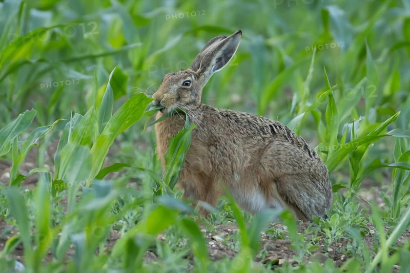 European brown hare (Lepus europaeus) adult animal eating a maize leaf in a farmland field in the summer, England, United Kingdom