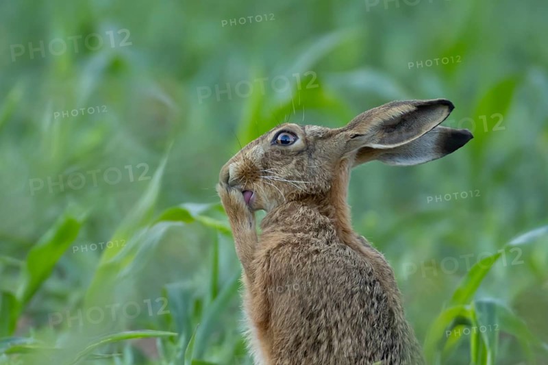 European brown hare (Lepus europaeus) adult animal washing its feet, England, United Kingdom