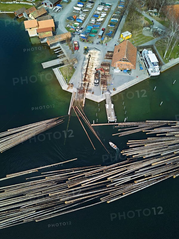 Raft of felled tree trunks at the landing stage where the trunks are pulled ashore and cut to size for loading onto the lorry, Rafting 2025, Unterägeri, Canton, Zug, Switzerland