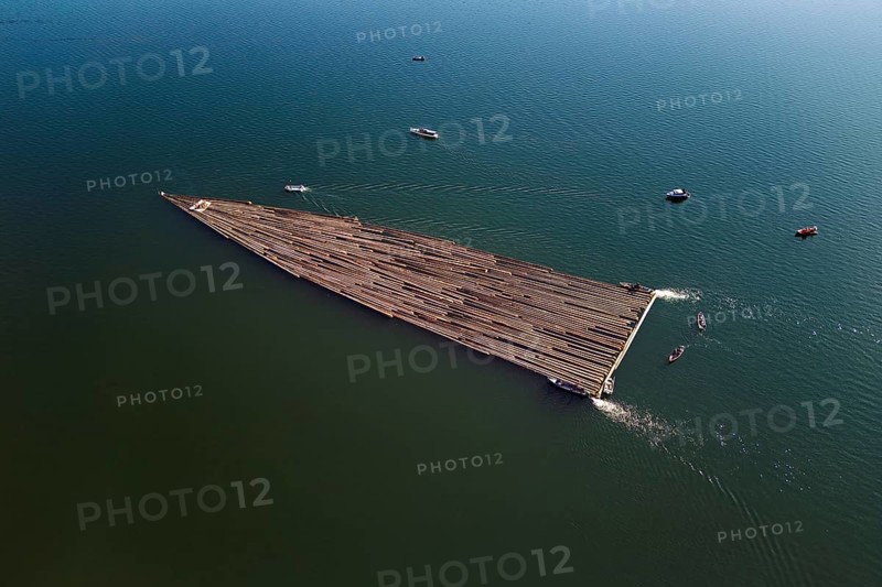 Forestry workers float a raft of felled tree trunks from Bergmatt across Lake Ägeri to the harbour, rafting 2025, Unterägeri, Canton, Zug, Switzerland