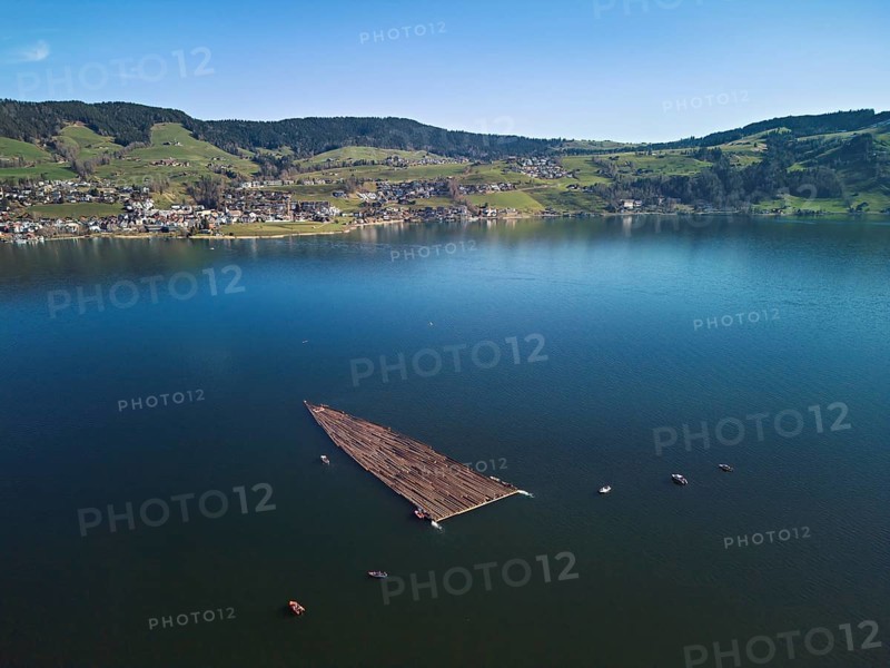 Forestry workers float a raft of felled tree trunks from the Bergmatt across the Ägerisee to the harbour, rafting 2025, Unterägeri, Canton, Zug, Switzerland