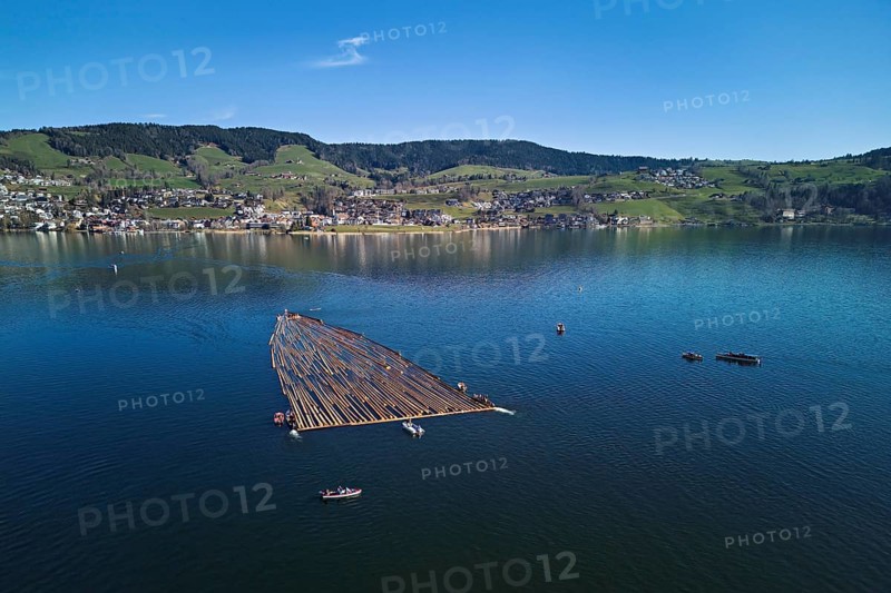 Forestry workers float a raft of felled tree trunks from the Bergmatt across the Ägerisee to the harbour, rafting 2025, Unterägeri, Canton, Zug, Switzerland