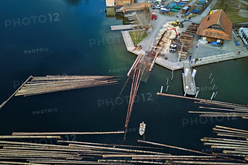 Raft of felled tree trunks at the landing stage where the trunks are pulled ashore and cut to size for loading onto the lorry, Rafting 2025, Unterägeri, Canton, Zug, Switzerland