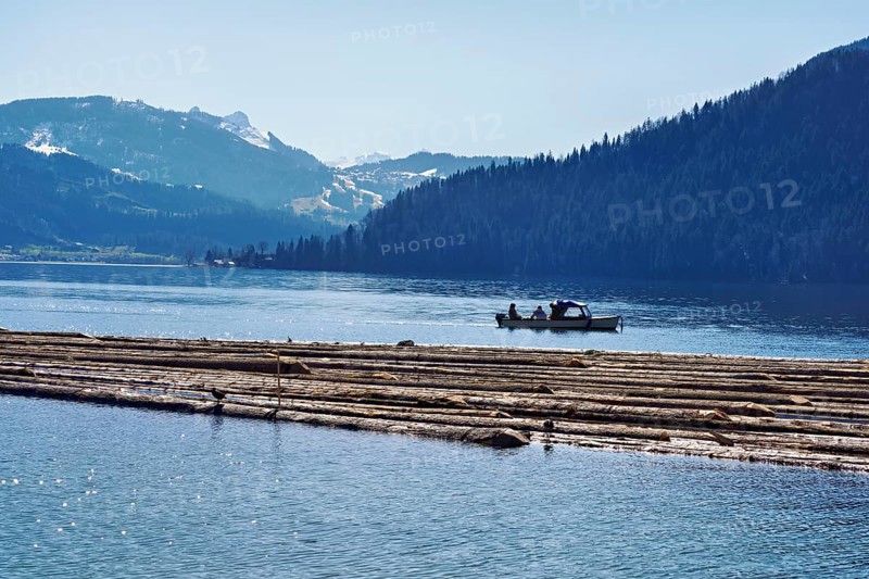 Forestry workers float a raft of felled tree trunks from the Bergmatt across the Ägerisee to the harbour, rafting 2025, Unterägeri, Canton, Zug, Switzerland