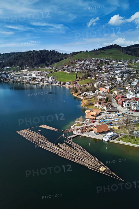 Raft of felled tree trunks at the landing stage where the trunks are pulled ashore and cut to size for loading onto the lorry, Rafting 2025, Unterägeri, Canton, Zug, Switzerland