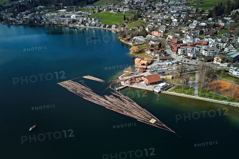 Raft of felled tree trunks at the landing stage where the trunks are pulled ashore and cut to size for loading onto the lorry, Rafting 2025, Unterägeri, Canton, Zug, Switzerland
