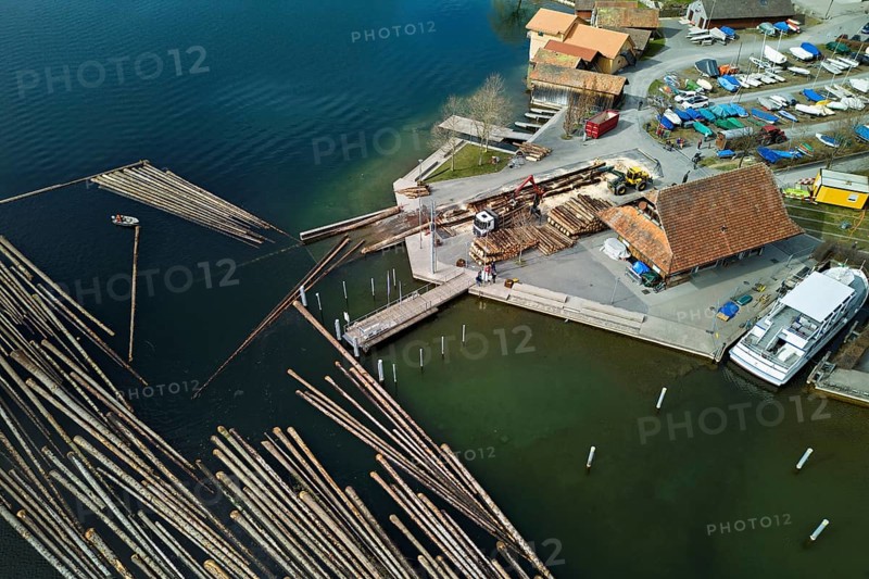 Raft of felled tree trunks at the landing stage where the trunks are pulled ashore and cut to size for loading onto the lorry, Rafting 2025, Unterägeri, Canton, Zug, Switzerland