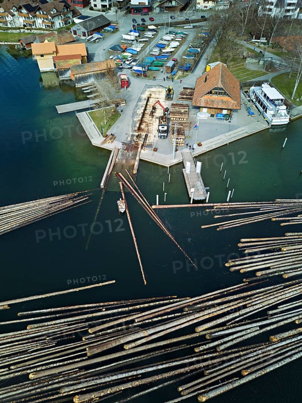 Raft of felled tree trunks at the landing stage where the trunks are pulled ashore and cut to size for loading onto the lorry, Rafting 2025, Unterägeri, Canton, Zug, Switzerland