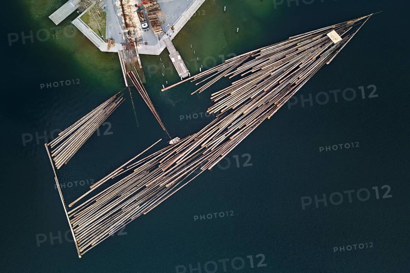 Raft of felled tree trunks at the landing stage where the trunks are pulled ashore and cut to size for loading onto the lorry, Rafting 2025, Unterägeri, Canton, Zug, Switzerland