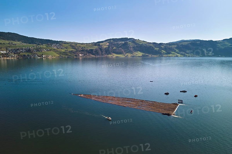 Forestry workers float a raft of felled tree trunks from the Bergmatt across the Ägerisee to the harbour, rafting 2025, Unterägeri, Canton, Zug, Switzerland