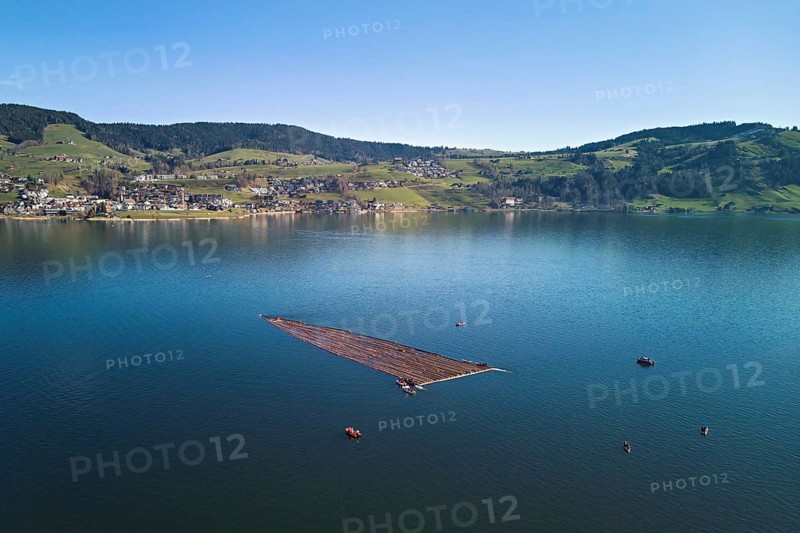 Forestry workers float a raft of felled tree trunks from the Bergmatt across the Ägerisee to the harbour, rafting 2025, Unterägeri, Canton, Zug, Switzerland