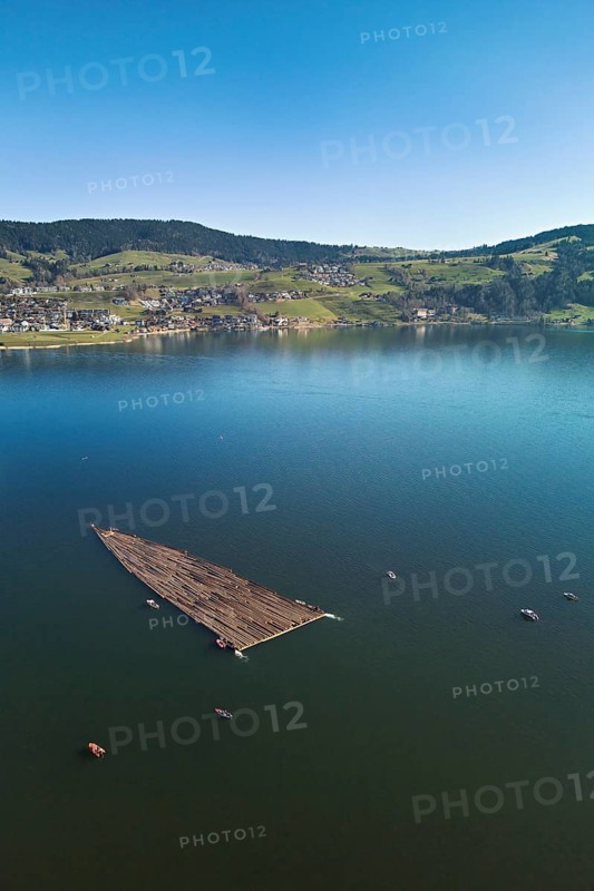Forestry workers float a raft of felled tree trunks from the Bergmatt across the Ägerisee to the harbour, rafting 2025, Unterägeri, Canton, Zug, Switzerland