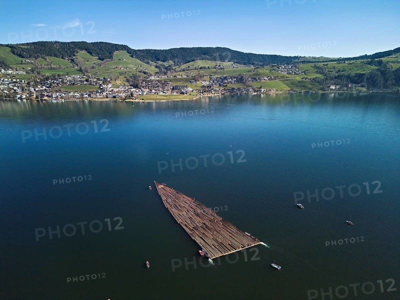 Forestry workers float a raft of felled tree trunks from the Bergmatt across the Ägerisee to the harbour, rafting 2025, Unterägeri, Canton, Zug, Switzerland