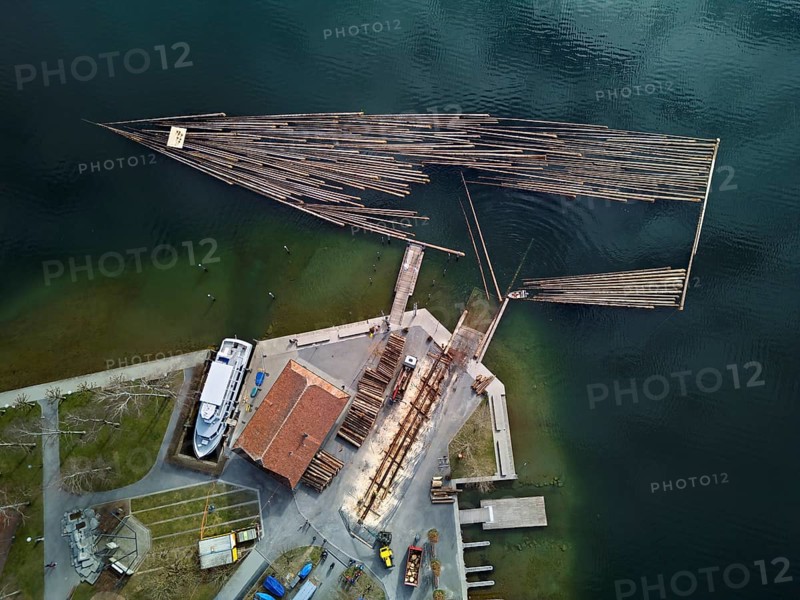 Raft of felled tree trunks at the landing stage where the trunks are pulled ashore and cut to size for loading onto the lorry, Rafting 2025, Unterägeri, Canton, Zug, Switzerland