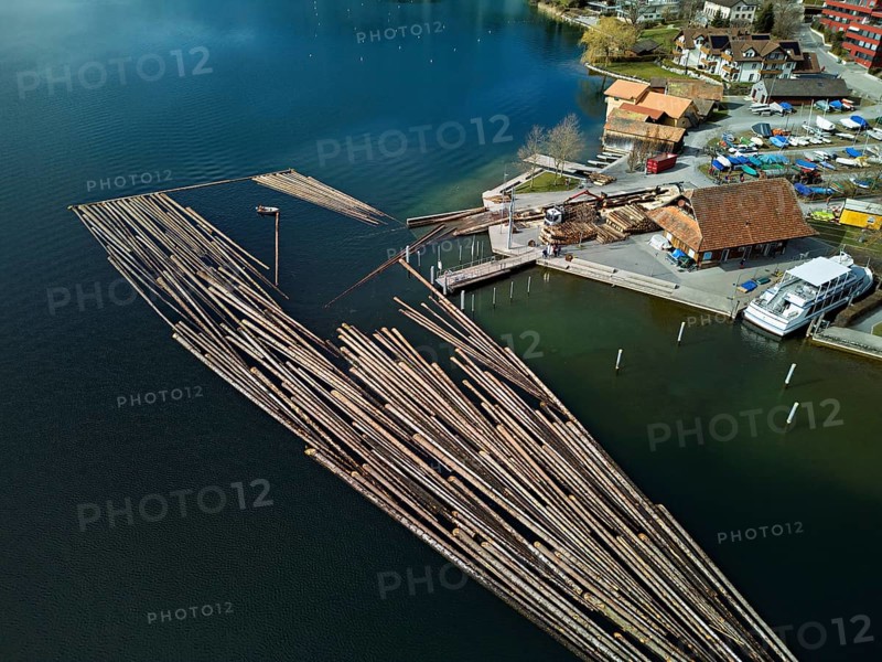 Raft of felled tree trunks at the landing stage where the trunks are pulled ashore and cut to size for loading onto the lorry, Rafting 2025, Unterägeri, Canton, Zug, Switzerland