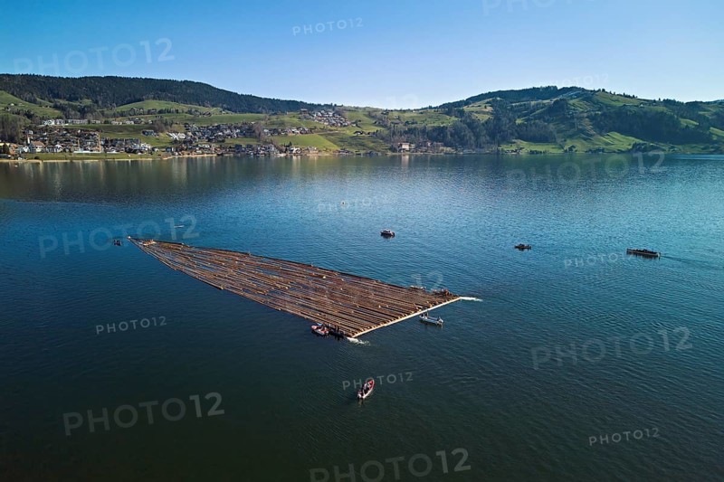 Forestry workers drive a raft of felled tree trunks from the Bergmatt across Lake Aegeri to the harbour, Rafting 2025, Unterägeri, Canton, Zug, Swiss flag in the stern of the motor vessel Brunnen underway, Lake Lucerne, Brunnen, Canton Schwyz, Switzerland