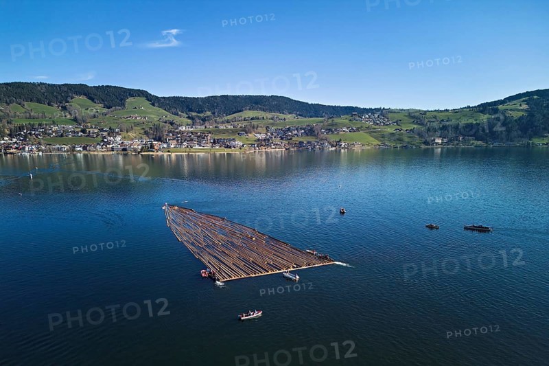 Forestry workers float a raft of felled tree trunks from the Bergmatt across the Ägerisee to the harbour, rafting 2025, Unterägeri, Canton, Zug, Switzerland