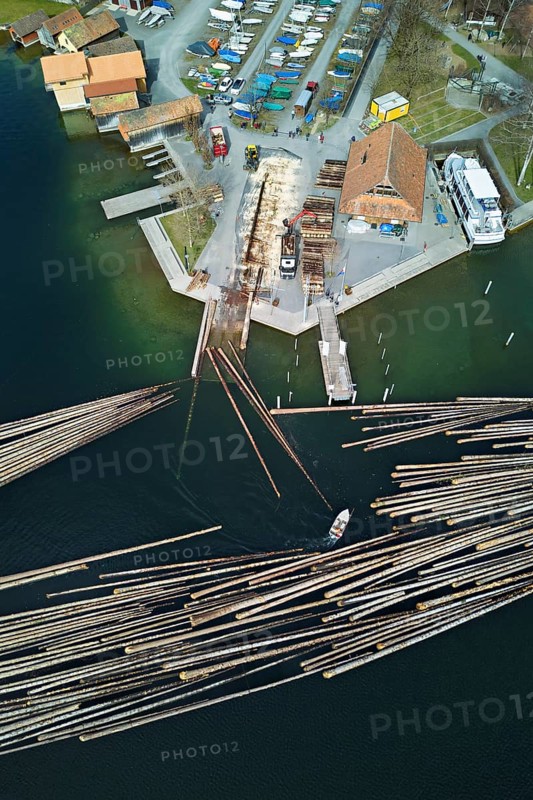 Raft of felled tree trunks at the landing stage where the trunks are pulled ashore and cut to size for loading onto the lorry, Rafting 2025, Unterägeri, Canton, Zug, Switzerland