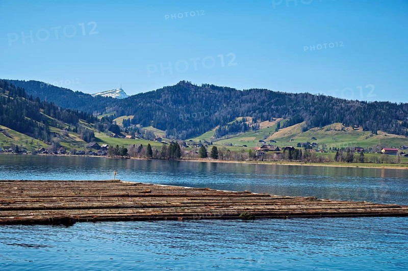 Forestry workers float a raft of felled tree trunks from the Bergmatt across the Ägerisee to the harbour, rafting 2025, Unterägeri, Canton, Zug, Switzerland