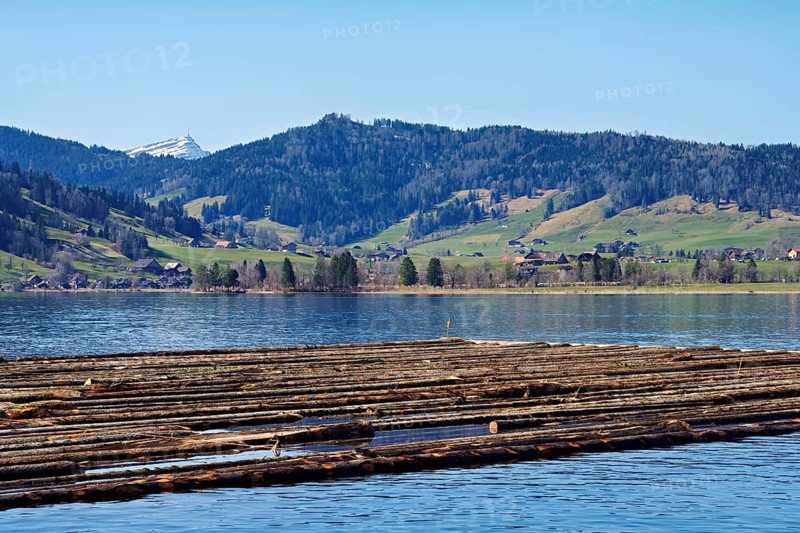 Forestry workers float a raft of felled tree trunks from the Bergmatt across the Ägerisee to the harbour, rafting 2025, Unterägeri, Canton, Zug, Switzerland