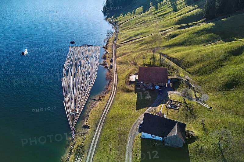 Forestry workers float a raft of felled tree trunks from the Bergmatt across the Ägerisee to the harbour, rafting 2025, Unterägeri, Canton, Zug, Switzerland