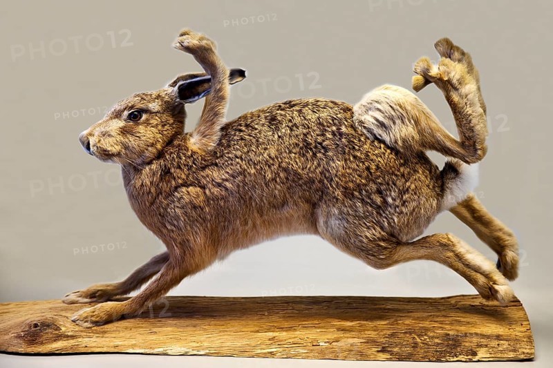 Stuffed, eight-legged hare, exhibit in the Münchhausen Museum, Münchhausen town of Bodenwerder, Weserbergland, Lower Saxony, Germany