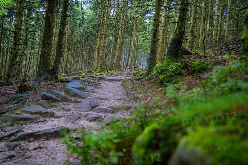 A forest path leads through a quiet, green forest with moss-covered trees, Mummelsee, Seebach, Ortenau district, Black Forest, Germany