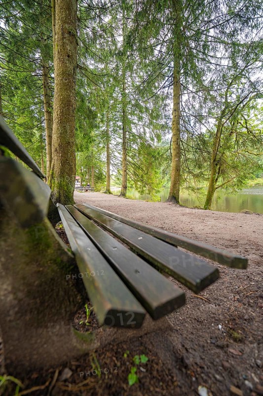 Wooden bench in a quiet wooded area, surrounded by tall trees, Mummelsee, Seebach, Ortenau district, Black Forest, Germany