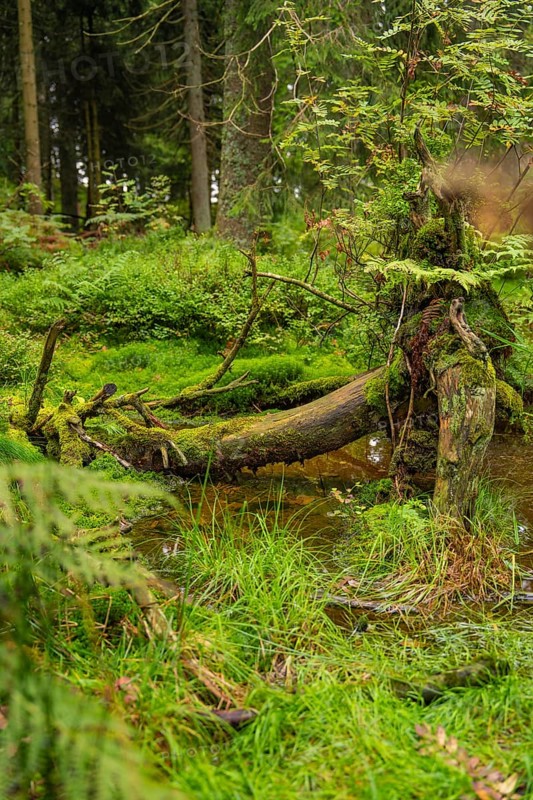 A fallen tree stump covered with moss in a dense forest, Mummelsee, Seebach, Ortenau district, Black Forest, Germany