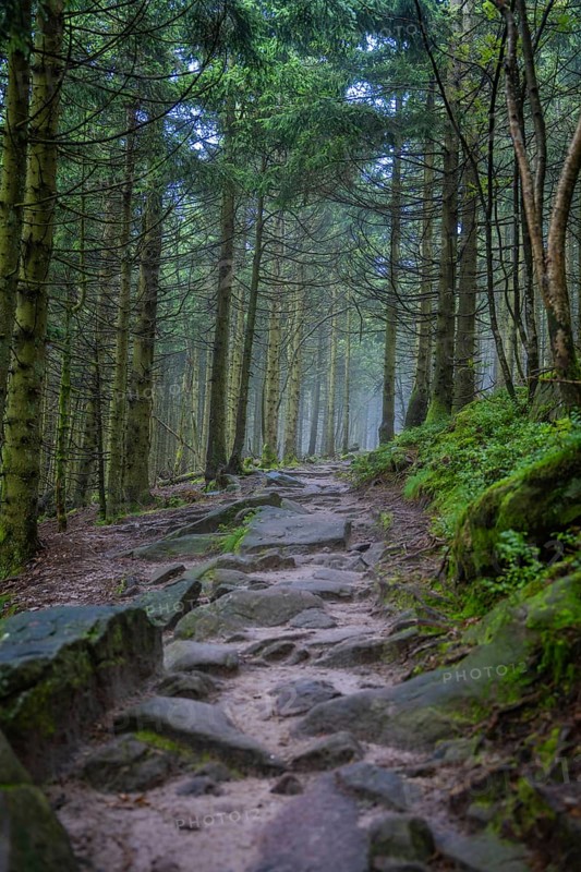 A stony path winds its way through a densely wooded and mystical forest, Mummelsee, Seebach, Ortenau district, Black Forest, Germany
