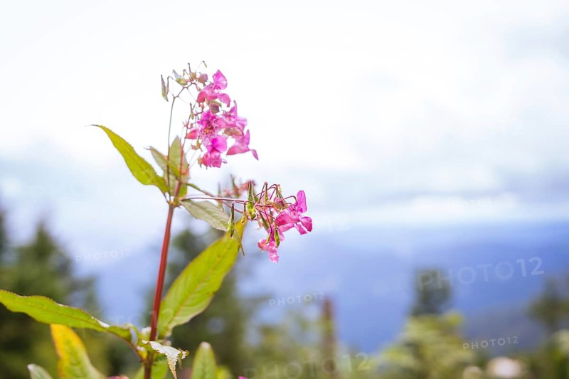 Close-up of a pink flower against a blurred background of mountains and sky, Mummelsee, Seebach, Ortenau district, Black Forest, Germany