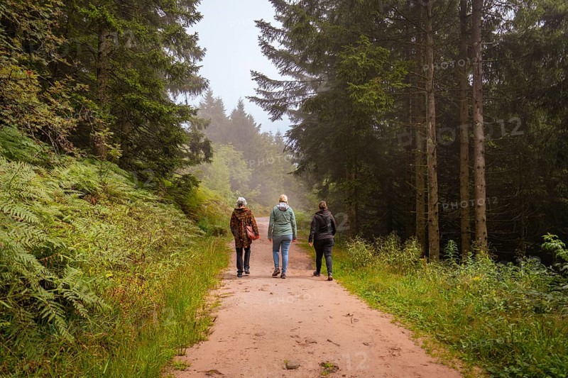 Three people walking on a forest path between tall trees in a relaxed atmosphere, Mummelsee, Seebach, Ortenau district, Black Forest, Germany