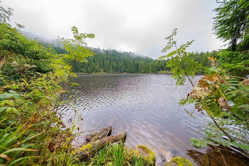Misty lake surrounded by dense forest and lush vegetation, Mummelsee, Seebach, Ortenau district, Black Forest, Germany