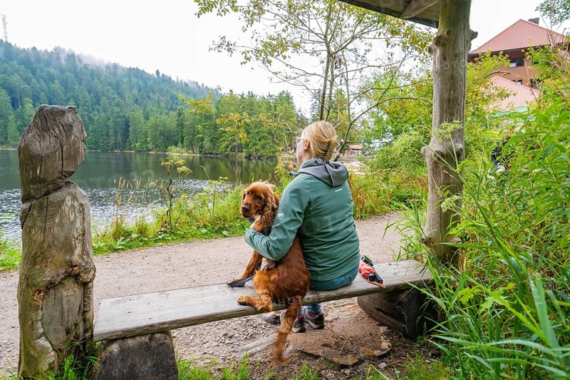 Woman sitting with dog on a bench by the lake in the forest and enjoying the tranquillity of nature, Mummelsee, Seebach, Ortenau District, Black Forest, Germany