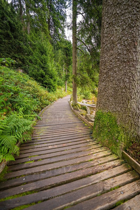 Narrow wooden path through a green forest with tall trees, Mummelsee, Seebach, Ortenau district, Black Forest, Germany
