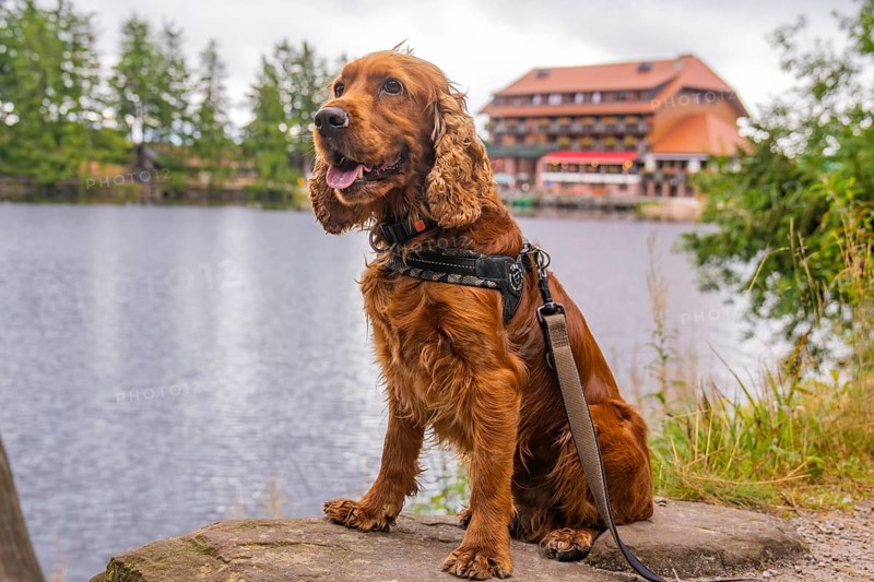 Dog on the shore with building in the background, surrounded by nature, Mummelsee, Seebach, Ortenau district, Black Forest, Germany