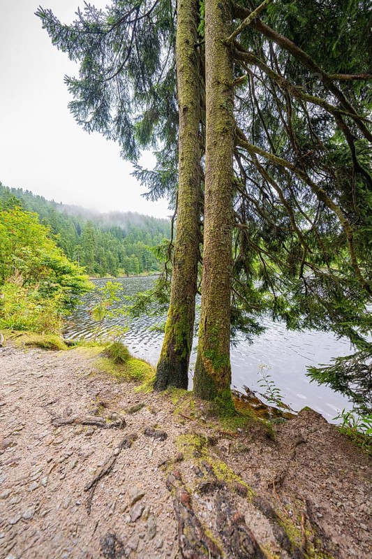 Two trees on the shore of a lake, surrounded by forest, Mummelsee, Seebach, Ortenau district, Black Forest, Germany