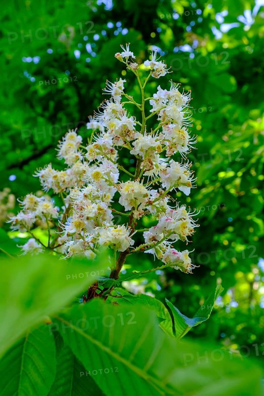 Flowering horse chestnut