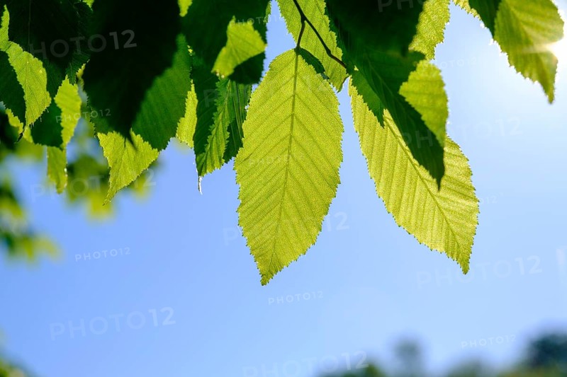 Hornbeam leaves in spring