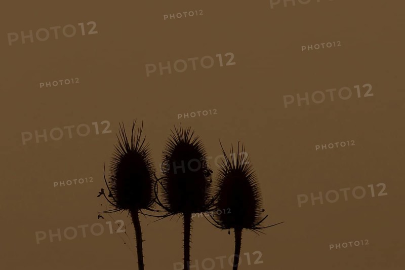 Teasel (Dipsacus fullonum) three seed heads at sunset, England, United Kingdom