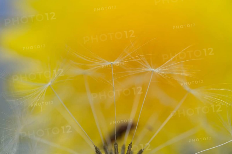 Common dandelion (Taraxacum officinale) seeds, England, United Kingdom